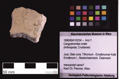 Foto (Objekt + Etiketten) von Cengodromites ovale (NHMW-GEO-1990-0041-0234)